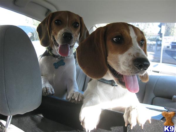 Stud Dogs - Beagle